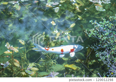鯉魚遊動的莫內池塘,岐阜縣 鯉魚遊動的莫內池塘,岐阜縣 120012298