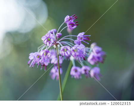 可愛的樂花 120012315