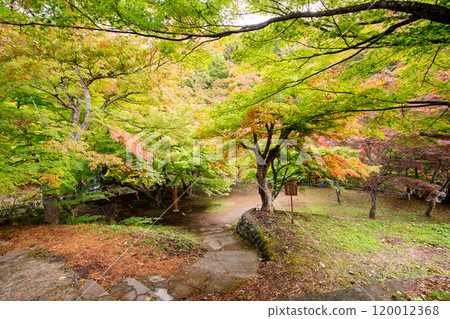 青森縣黑石市秋天的中野楓山 120012368