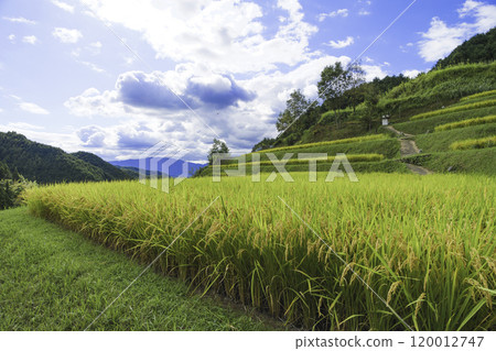 Autumn blue sky, rice fields, ears of rice just before harvest 120012747