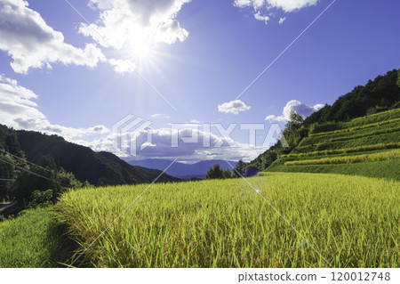 Autumn blue sky, rice fields, ears of rice just before harvest 120012748
