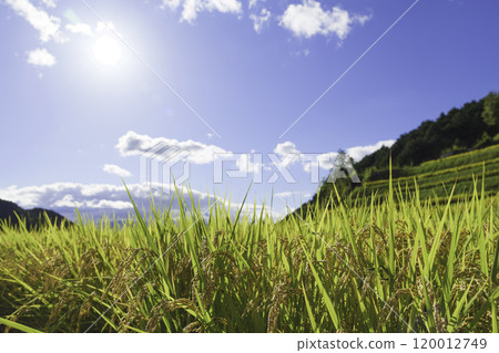 Autumn blue sky, rice fields, ears of rice just before harvest 120012749