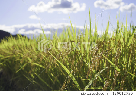 秋天的藍天、稻田和收割前的稻穗 120012750