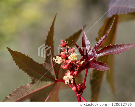 Male and female flowers of sesame 120012756