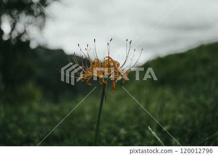 Autumn, red spider lilies in the grassland, sad atmosphere 120012796