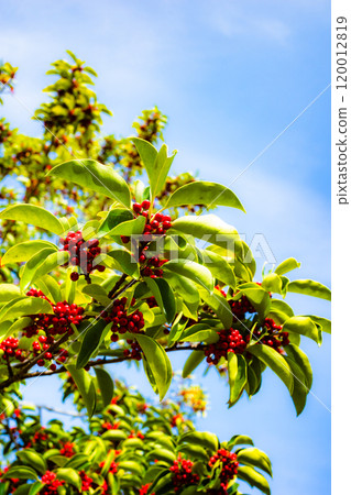 Green leaves, red berries and blue sky bathed in sunlight a-2 High saturation contrast Green leaves, red berries and blue sky bathed in sunlight a-2 High saturation contrast 120012819