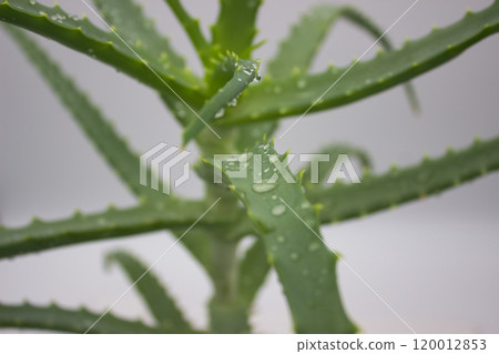 Fresh Aloe Vera Plant with Dewy Leaves 120012853