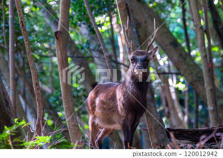 雄性屋久島鹿，警惕，世界自然遺產（秋季） 120012942