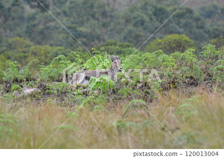 Wild goat Nilgiri Tahr 120013004