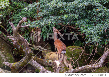 Yakushima World Natural Heritage Deer (September) A male Yakushima deer eating leaves 120013031