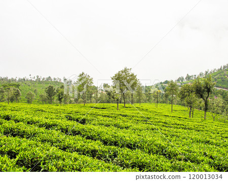 Tea gardens 120013034