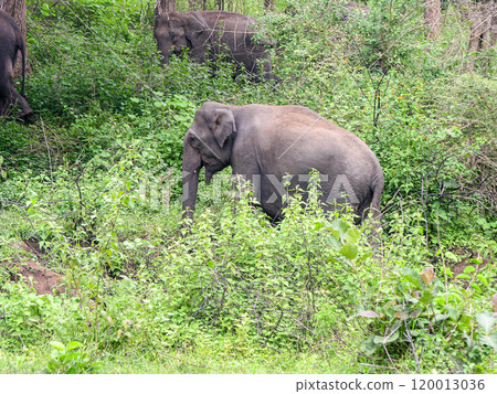Elephants in a forest Elephants in a forest 120013036