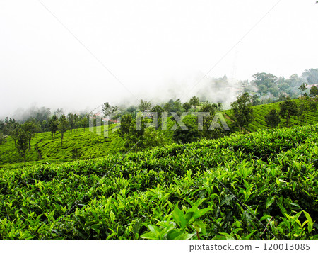 Tea gardens 120013085