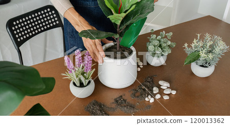 woman is planting a plant in a white pot as hobby and decorates her office woman is planting a plant in a white pot as hobby and decorates her office 120013362