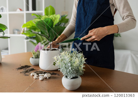 woman is planting a plant in a white pot as hobby and decorates her office woman is planting a plant in a white pot as hobby and decorates her office 120013363