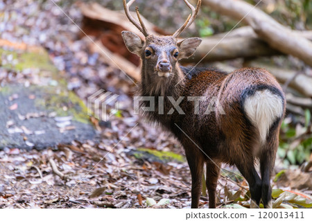 Male Yakushima deer, alert, World Natural Heritage Site (Autumn) 120013411