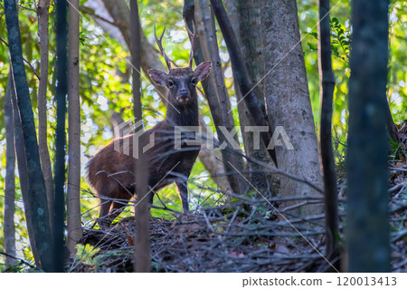 Yakushima World Natural Heritage Deer (October) A majestic male Yakushima deer 120013413