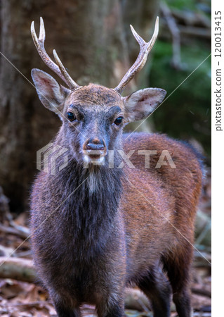 雄性屋久島鹿，警惕，世界自然遺產（秋季） 120013415