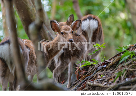 Yakushima World Heritage Site (Autumn) - Yakushima Deer Herd on Alert 120013573