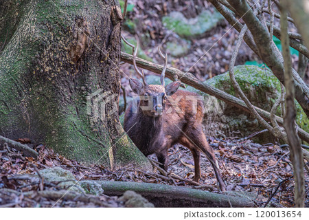 Yakushima World Natural Heritage Deer (November) A majestic male Yakushima deer 120013654