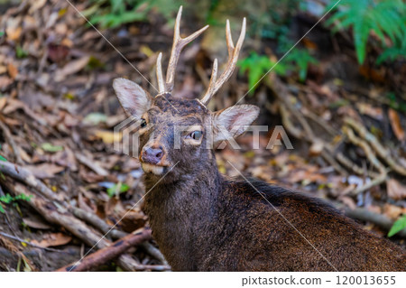 Yakushima World Natural Heritage Deer (November) A majestic male Yakushima deer 120013655
