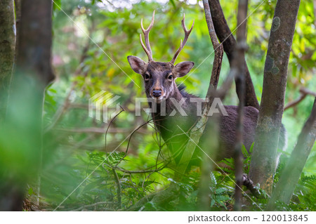 Male Yakushima deer, alert, World Natural Heritage Site (winter) 120013845