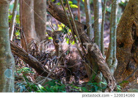 雄性屋久島鹿，警覺，世界自然遺產（冬季） 120014160
