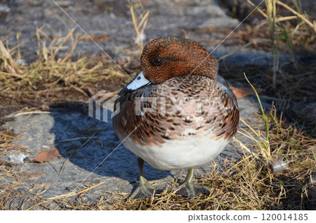 A duck relaxing by the water A duck relaxing by the water 120014185