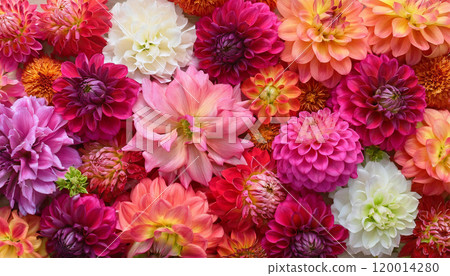 Background of colorful dahlia flowers 120014280