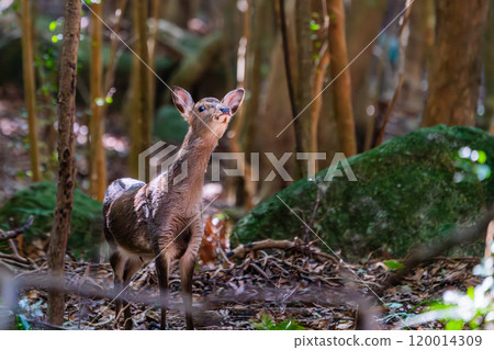 雌性屋久島鹿威脅世界自然遺產（冬季） 120014309
