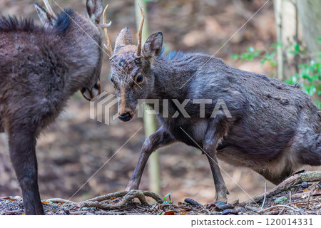 Male Yakushima deer headbutting World Natural Heritage Site (Winter) 120014331