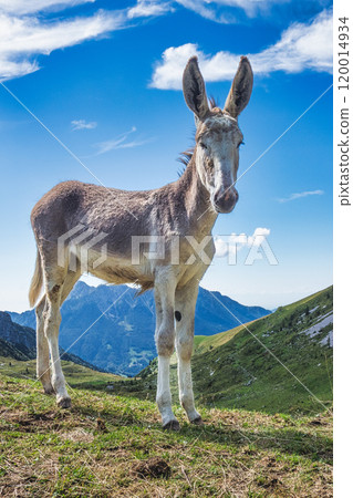 A donkey in the mountains 120014934