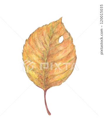 Autumn leaves watercolor pencil illustration 120015035