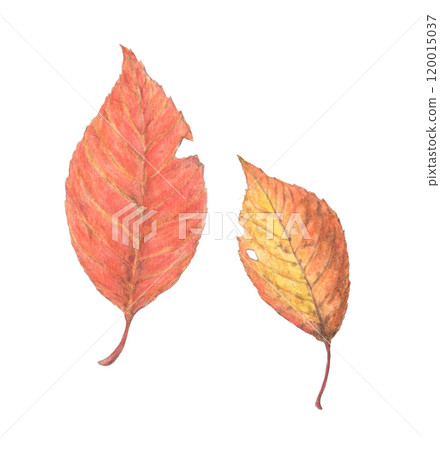 Autumn leaves watercolor pencil illustration 120015037