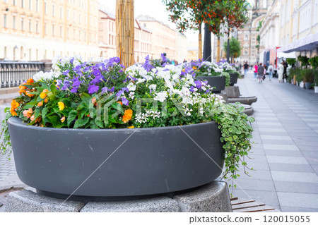 Outdoor landscaping - pots and planters on the city street with outdoor flowers violets, marigolds, ivy. Decoration of cafes, windows of the house with flowerbeds with flowering plants 120015055