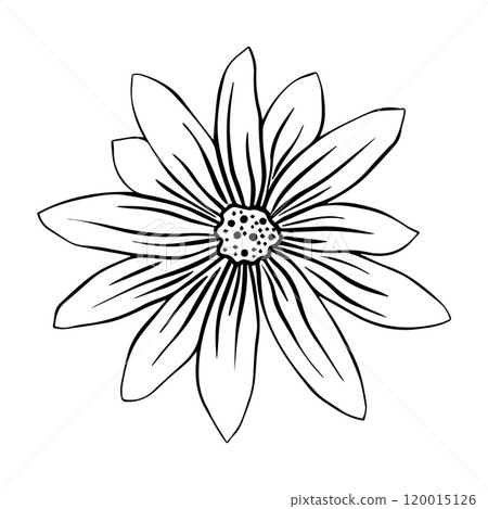 Hand drawn sketch of Jerusalem artichoke flower or Helianthus tuberosus plant isolated on white background. 120015126