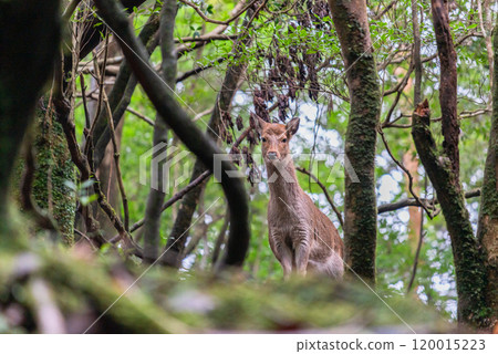 屋久島白谷雲水峽的雌性屋久島鹿處於戒備狀態（冬季） 120015223
