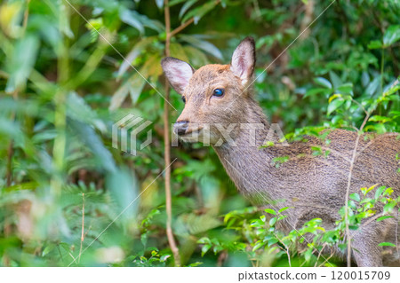 Female Yakushima deer on alert, Shiratani Unsuikyo Gorge, Yakushima (Spring) 120015709