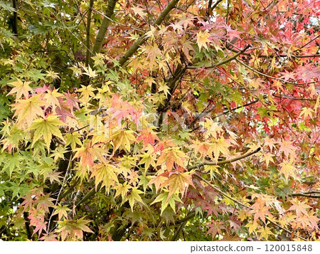 Maple leaves starting to change color 120015848