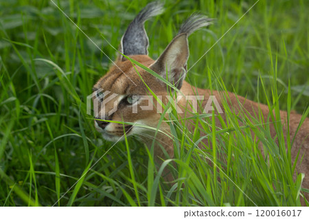 Caracal (Caracal caracal). Wild life animal. 120016017