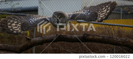Great Grey Owl or Lapland Owl lat. Strix nebulosa fly Great Grey Owl or Lapland Owl lat. Strix nebulosa fly 120016022