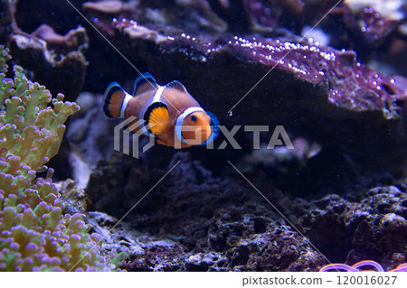 Tropical reef fish - Clownfish (Amphiprion ocellaris) 120016027