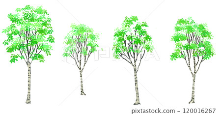 Birch Tree 120016267