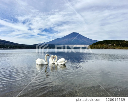 山中湖和富士山 120016589