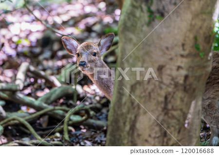 Yakushima World Natural Heritage Deer (April) A female Yakushima deer relaxing 120016688