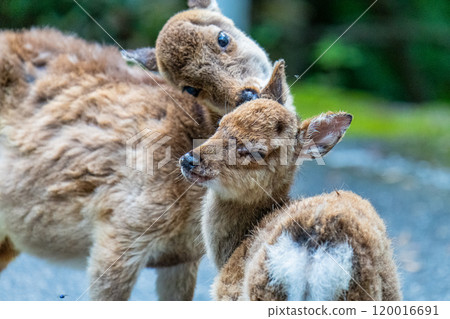 Yakushima World Natural Heritage Deer (April) A female Yakushima deer relaxing 120016691