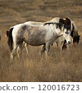 A herd of horses grazes in dry grass. Artistic close-up photo 120016723