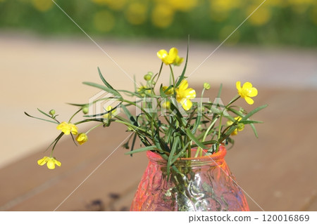 Beautiful bouquet of yellow buttercups flowers. Ranunculus acris meadow buttercup, tall buttercup Beautiful bouquet of yellow buttercups flowers. Ranunculus acris meadow buttercup, tall buttercup 120016869