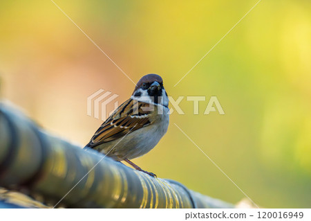 Sparrow resting its feathers 120016949