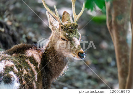 Yakushima World Natural Heritage Deer (April) A majestic male Yakushima deer 120016970